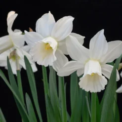 Narcissus 'Lady Madonna' -UK Garden Plants Sales 2024 muscari lady madonna 3 scaled