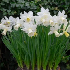 Narcissus 'Lady Madonna' -UK Garden Plants Sales 2024 muscari lady madonna 4 scaled