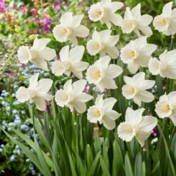 Narcissus 'Lady Madonna' -UK Garden Plants Sales 2024 muscari lady madonna 5