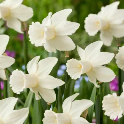 Narcissus 'Lady Madonna' -UK Garden Plants Sales 2024 muscari lady madonna 7