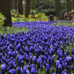 Muscari Latifolium -UK Garden Plants Sales 2024 muscari latifolium 15