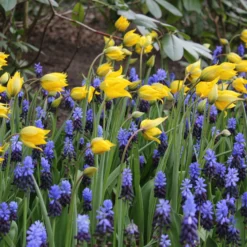 Muscari Latifolium -UK Garden Plants Sales 2024 muscari latifolium 2