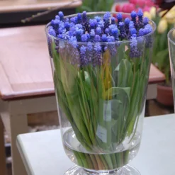 Muscari Latifolium -UK Garden Plants Sales 2024 muscari latifolium 3