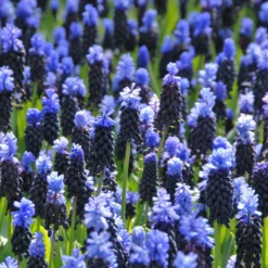 Muscari Latifolium -UK Garden Plants Sales 2024 muscari latifolium 4