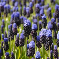 Muscari Latifolium -UK Garden Plants Sales 2024 muscari latifolium 5