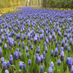 Muscari Latifolium -UK Garden Plants Sales 2024 muscari latifolium 6