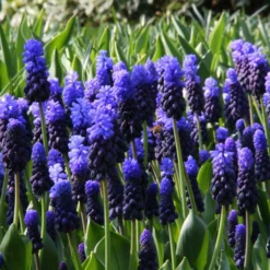 Muscari Latifolium -UK Garden Plants Sales 2024 muscari latifolium 8