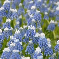 Muscari 'Mount Hood' -UK Garden Plants Sales 2024 muscari mount hood 2