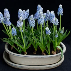 Muscari 'Mount Hood' -UK Garden Plants Sales 2024 muscari mount hood 3