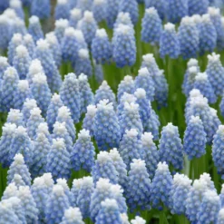 Muscari 'Mount Hood' -UK Garden Plants Sales 2024 muscari mount hood 4