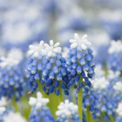 Muscari 'Mount Hood' -UK Garden Plants Sales 2024 muscari mount hood 5