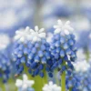 Muscari 'Mount Hood' -UK Garden Plants Sales 2024 muscari mount hood 6