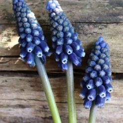 Muscari 'Night Eyes' -UK Garden Plants Sales 2024 muscari night eyes 0