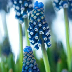 Muscari 'Night Eyes' -UK Garden Plants Sales 2024 muscari night eyes 00 scaled