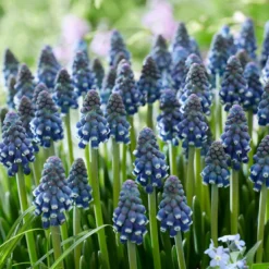 Muscari 'Night Eyes' -UK Garden Plants Sales 2024 muscari night eyes 10