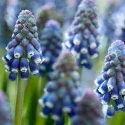 Muscari 'Night Eyes' -UK Garden Plants Sales 2024 muscari night eyes 11
