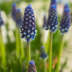 Muscari 'Night Eyes' -UK Garden Plants Sales 2024 muscari night eyes 2 scaled