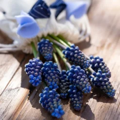 Muscari 'Night Eyes' -UK Garden Plants Sales 2024 muscari night eyes 4