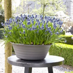 Muscari 'Night Eyes' -UK Garden Plants Sales 2024 muscari night eyes 5