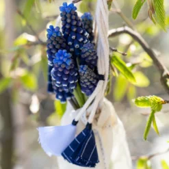 Muscari 'Night Eyes' -UK Garden Plants Sales 2024 muscari night eyes 6