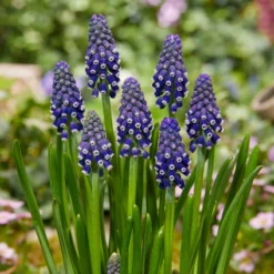 Muscari 'Night Eyes' -UK Garden Plants Sales 2024 muscari night eyes 7