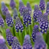 Muscari 'Night Eyes' -UK Garden Plants Sales 2024 muscari night eyes 8