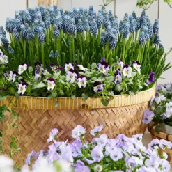 Muscari 'Night Eyes' -UK Garden Plants Sales 2024 muscari night eyes 9