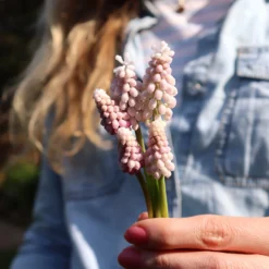 Muscari 'Pink Sunrise' -UK Garden Plants Sales 2024 muscari pink sunrise 02
