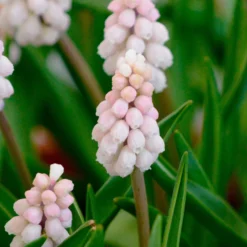 Muscari 'Pink Sunrise' -UK Garden Plants Sales 2024 muscari pink sunrise 1