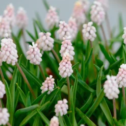 Muscari 'Pink Sunrise' -UK Garden Plants Sales 2024 muscari pink sunrise 2 scaled