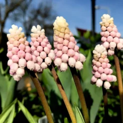Muscari 'Pink Sunrise' -UK Garden Plants Sales 2024 muscari pink sunrise 2 07c7fe54 7712 4809 9e14 fbeaa45b7df0