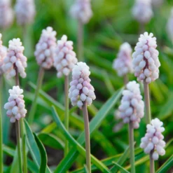 Muscari 'Pink Sunrise' -UK Garden Plants Sales 2024 muscari pink sunrise 3 scaled