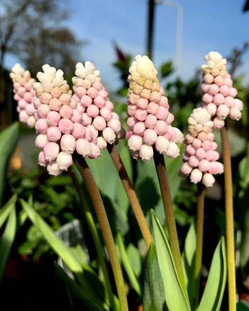 Muscari 'Pink Sunrise' -UK Garden Plants Sales 2024 muscari pink sunrise 3 e23d8e54 e751 4985 8fab 46be79859406