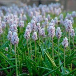 Muscari 'Pink Sunrise' -UK Garden Plants Sales 2024 muscari pink sunrise 4