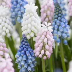 Muscari Collection 'Sommelier'