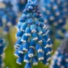 Muscari 'Soulmate' 1 Muscari 'Soulmate' -UK Garden Plants Sales 2024 muscari soulmate 1