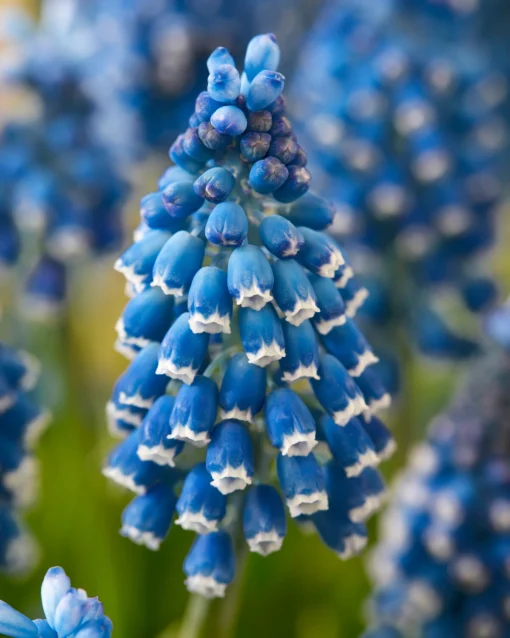 Muscari 'Soulmate' -UK Garden Plants Sales 2024 muscari soulmate 1
