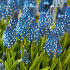Muscari 'Soulmate' -UK Garden Plants Sales 2024 muscari soulmate 3