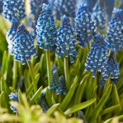 Muscari 'Soulmate' -UK Garden Plants Sales 2024 muscari soulmate 4