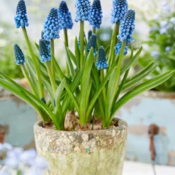 Muscari 'Soulmate' -UK Garden Plants Sales 2024 muscari soulmate 5