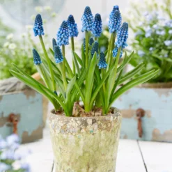 Muscari 'Soulmate' -UK Garden Plants Sales 2024 muscari soulmate 6
