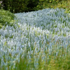 Muscari 'Valerie Finnis' -UK Garden Plants Sales 2024 muscari valerie finnis 10