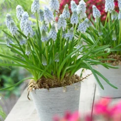 Muscari 'Valerie Finnis' -UK Garden Plants Sales 2024 muscari valerie finnis 11