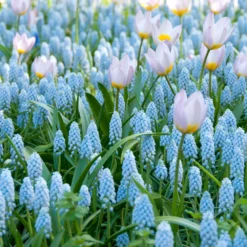 Muscari 'Valerie Finnis' -UK Garden Plants Sales 2024 muscari valerie finnis 12