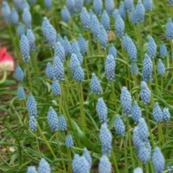 Muscari 'Valerie Finnis' -UK Garden Plants Sales 2024 muscari valerie finnis 2 scaled
