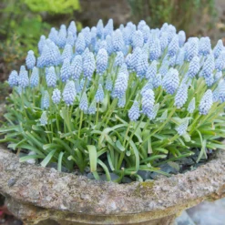 Muscari 'Valerie Finnis' -UK Garden Plants Sales 2024 muscari valerie finnis 3 scaled