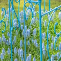 Muscari 'Valerie Finnis' -UK Garden Plants Sales 2024 muscari valerie finnis 4