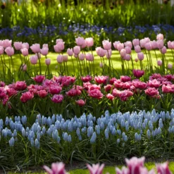 Muscari 'Valerie Finnis' -UK Garden Plants Sales 2024 muscari valerie finnis 5