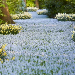 Muscari 'Valerie Finnis' -UK Garden Plants Sales 2024 muscari valerie finnis 6