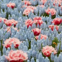 Muscari 'Valerie Finnis' -UK Garden Plants Sales 2024 muscari valerie finnis 7